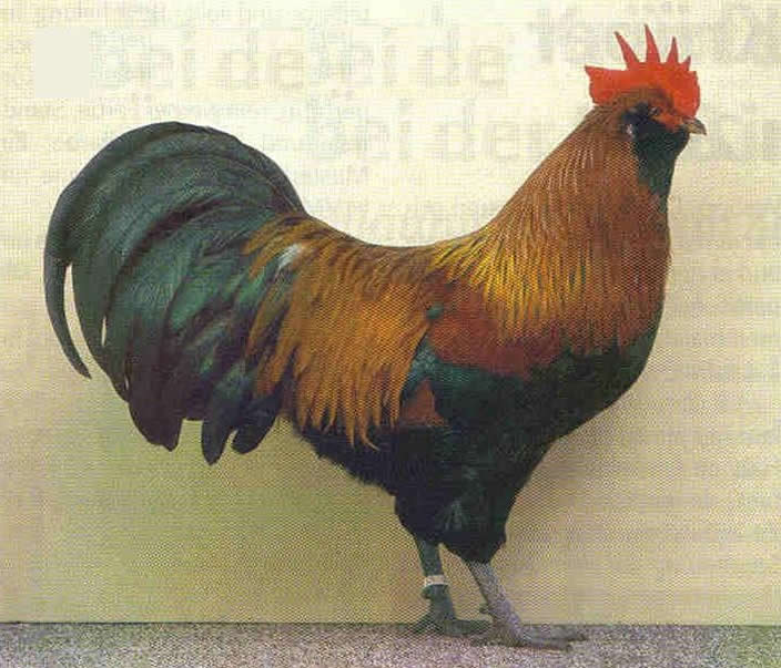 Thüringer Barthühner  